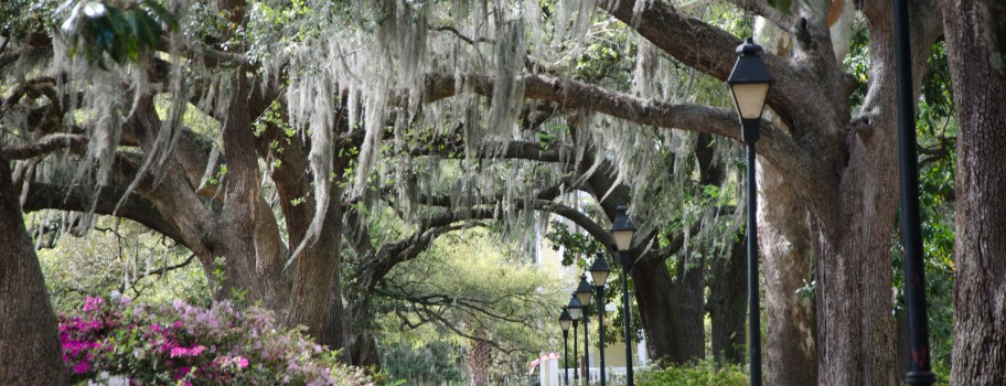 Savannah Image