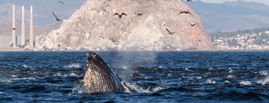 Morro Bay Image